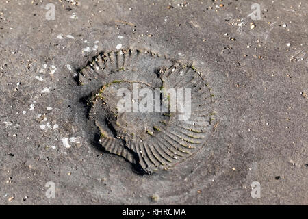 Nahaufnahme der die Ammoniter Fossilen im Gestein bei Kimmeridge Bay, Dorset Stockfoto