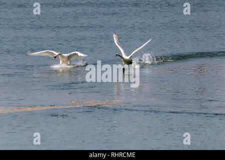 Zwei Höckerschwäne Landung auf dem Fluss mit ihren Flügeln noch immer ausgestreckt Stockfoto