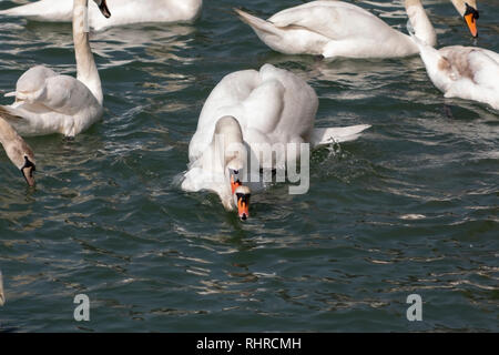 Zwei Höckerschwäne in den Kampf, mit einer beißt den anderen Hals Stockfoto