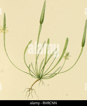 . Billeder af Nordens Flora. Pflanzen. 168.. Bitte beachten Sie, dass diese Bilder sind von der gescannten Seite Bilder, die digital für die Lesbarkeit verbessert haben mögen - Färbung und Aussehen dieser Abbildungen können nicht perfekt dem Original ähneln. extrahiert. Lindman, C.A.M. (Carl Axel Magnus), 1856-1928. København, G.E.C. Gad Stockfoto