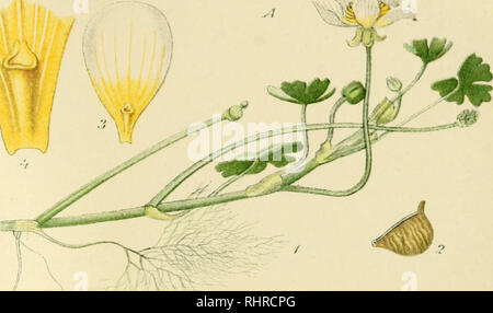 . Billeder af Nordens Flora. Pflanzen. 167.. Bitte beachten Sie, dass diese Bilder sind von der gescannten Seite Bilder, die digital für die Lesbarkeit verbessert haben mögen - Färbung und Aussehen dieser Abbildungen können nicht perfekt dem Original ähneln. extrahiert. Lindman, C.A.M. (Carl Axel Magnus), 1856-1928. København, G.E.C. Gad Stockfoto