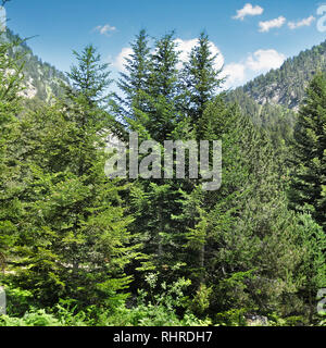 Wald am Hang Fichte Stockfoto