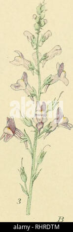 . Billeder af Nordens Flora. Pflanzen. /. Bitte beachten Sie, dass diese Bilder sind von der gescannten Seite Bilder, die digital für die Lesbarkeit verbessert haben mögen - Färbung und Aussehen dieser Abbildungen können nicht perfekt dem Original ähneln. extrahiert. Lindman, C.A.M. (Carl Axel Magnus), 1856-1928. København, G.E.C. Gad Stockfoto