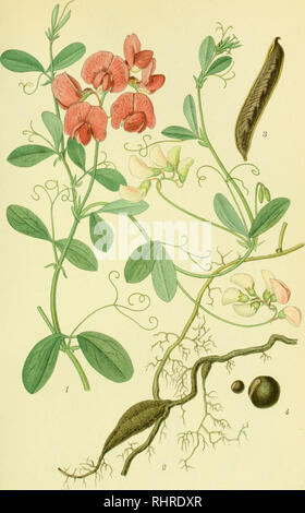 . Billeder af Nordens Flora. Pflanzen, Pflanzen, Pflanzen. 621. KNOLD - FLADBAELG, lathyrus tuberosus A. BORTZELLS TRA.B. GTMli ^.. Bitte beachten Sie, dass diese Bilder sind von der gescannten Seite Bilder, die digital für die Lesbarkeit verbessert haben mögen - Färbung und Aussehen dieser Abbildungen können nicht perfekt dem Original ähneln. extrahiert. Mentz, August, 1867-1944; Ostenfeld, C.H.(Carl Hansen), 1873-1931. København, G.E.C. der Gad forlag Stockfoto