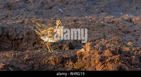 Eine einzelne Afrikanische Snipe am Rande von einem Wasserloch im Sumpf, Wüste, Lewa Lewa Conservancy, Kenia, Afrika Stockfoto