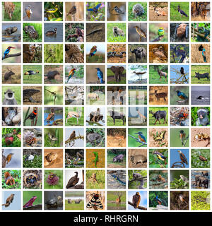 Sammlung von wildlebenden Pflanzen und Tieren der Welt Fotos Stockfoto