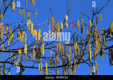 Haselnuss baum Palmkätzchen gegen einen Februar 12.00 Uhr blauer Himmel Stockfoto