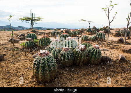 Cactus in der Desierto de la Tatacoa Stockfoto