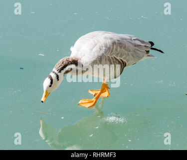 Bar-headed Goose auf einem zugefrorenen See in Zongjiao Lukang Park, Lhasa, Tibet Stockfoto