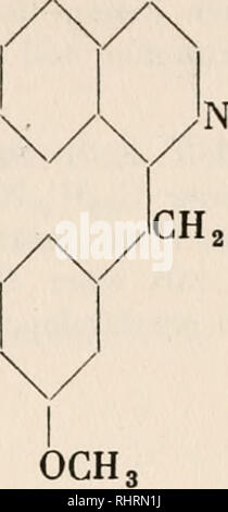 . Biochemie der Pflanzen. Pflanzenphysiologie; Botanische Chemie. 344 Dreiundsechzigstes Kapitel: Pyridin- und Chinolinbasen im Pflanzenreiche. OCHj OCH. OCH,. Bitte beachten Sie, dass diese Bilder sind von der gescannten Seite Bilder, die digital für die Lesbarkeit verbessert haben mögen - Färbung und Aussehen dieser Abbildungen können nicht perfekt dem Original ähneln. extrahiert. Czapek, Friedrich, 1868-1921. Jena: G. Fischer Stockfoto