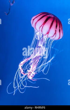 Chrysaora melanaster Pazifischen Meer brennessel Quallen. Vibrant Pink gegen einen tiefen blauen Hintergrund Stockfoto