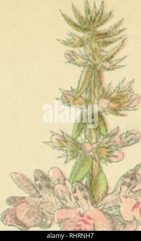 . Billeder af Nordens Flora. Pflanzen. 96. Bitte beachten Sie, dass diese Bilder sind von der gescannten Seite Bilder, die digital für die Lesbarkeit verbessert haben mögen - Färbung und Aussehen dieser Abbildungen können nicht perfekt dem Original ähneln. extrahiert. Lindman, C.A.M. (Carl Axel Magnus), 1856-1928. København, G.E.C. Gad Stockfoto