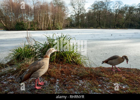 Ein paar bunte Nilgänse stand neben einem zugefrorenen See am Kenwood House in London. Stockfoto