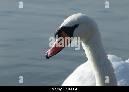 Nahaufnahme der Höckerschwan (Cygnus olor) Kopf auf dem Chesterfield - Worksop canal Stockfoto