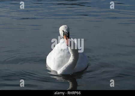 Höckerschwan (Cygnus olor) auf dem Chesterfield - Worksop canal Stockfoto