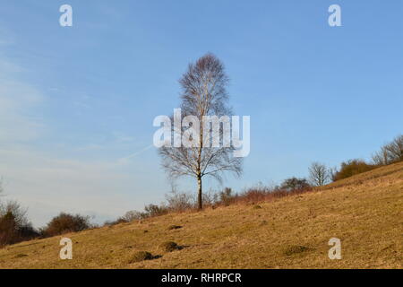 Ein einsamer Silver Birch tree, Fackenden unten SSSI, Shoreham, Kent, England. Winter. Stockfoto