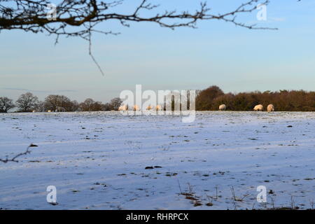 Schöne weiche Winter fällt Licht auf Schafe weiden in Bereichen hoch in den North Downs, auf dem Gipfel des Fackenden, Shoreham, Kent, England Stockfoto