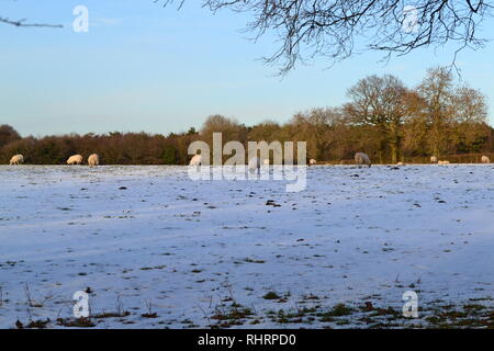 Schöne weiche Winter fällt Licht auf Schafe weiden in Bereichen hoch in den North Downs, auf dem Gipfel des Fackenden, Shoreham, Kent, England Stockfoto