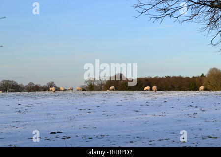 Schöne weiche Winter fällt Licht auf Schafe weiden in Bereichen hoch in den North Downs, auf dem Gipfel des Fackenden, Shoreham, Kent, England Stockfoto