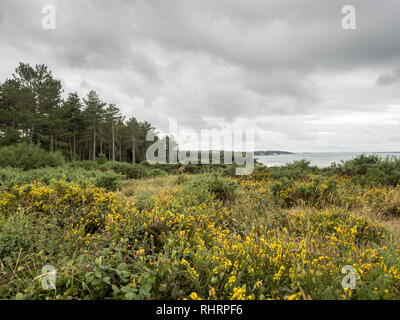 Blick auf Wald und Meer auf der Isle of Wight in Boldnor Wald mit Vordergrund Ginster Strauch mit gelben Blüten mit bedeckt Bewölkt Stockfoto