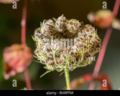 Nahaufnahme Detail einer einzigen Daucus Carota, die Wilde Möhre, Queen Anne's Lace Samen Kopf im Herbst in Großbritannien Stockfoto