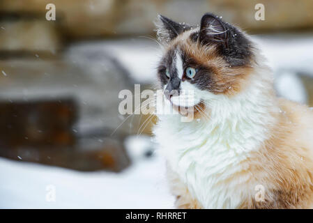 Flauschige Katze mit einer geringen Tiefenschärfe Stockfoto