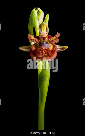 Ophrys Speculum oder Spiegel Orchidee. Über schwarzen Hintergrund isoliert Stockfoto