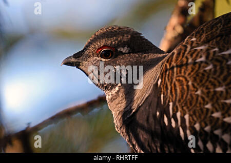 Fichtenhuhn in einem Nadelwald im Herbst. Kootenai National Forest in den Purcell Mountains im Nordwesten von Montana. (Foto von Randy Beacham) Stockfoto