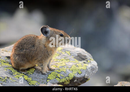 Pika im Sommer auf einem Talushang in der Gegend von Mount Henry. Kootenai National Forest, nordwestlich von Montana. (Foto von Randy Beacham) Stockfoto