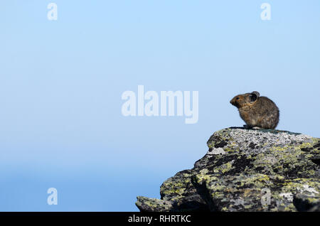 Pika auf einem Talushang in der Mount Robinson Straßenlosen Bereich. Kootenai National Forest, Purcell Mountains, Nordwesten von Montana. (Foto von Randy Beacham) Stockfoto