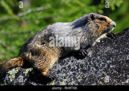 Heimisches Murmeltier auf einem Felsen in einem alpinen Lärchentalushang im Scenic Area Northwest Peak. Kootenai National Forest, Montana. (Foto von Randy Beacham) Stockfoto