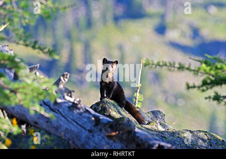 Amerikanischer Marder in alpinem Lärchentalushang Habitat in der Northwest Peak Scenic Area. Kootenai National Forest, MT. (Foto von Randy Beacham) Stockfoto