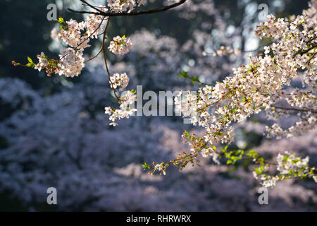 Kirschblüten entlang des Flusses am Sumida River, Tokio, Japan. Stockfoto