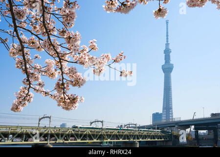 Tokio Skytree mit Kirschblüten entlang des Flusses am Sumida River, Tokio, Japan. Stockfoto