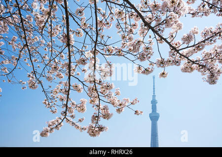 Tokio Skytree mit Kirschblüten entlang des Flusses am Sumida River, Tokio, Japan. Stockfoto