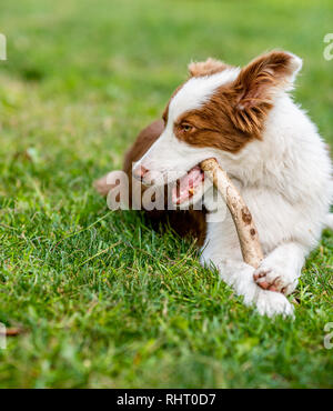 Braun Border Collie Hund spielt mit einem Stock Stockfoto