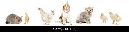 Collage von Hund und Katze, Hühner und Henne isoliert auf weißem Stockfoto
