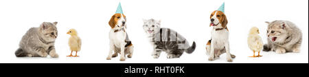 Collage von Hund und Katze, Hühner und Henne isoliert auf weißem Stockfoto