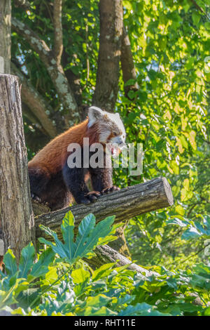 Red Panda Ailurus fulgens auf einem anmelden. Sonnigen Tag Stockfoto