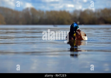 Eine Ente sitzt entspannt auf dem Wasser in der mittagshitze Sonnenlicht auf einen warmen Sommertag im Colwick Country Park eine Fläche anfällig für Überschwemmungen durch den Fluss Trent. Stockfoto