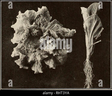 . Bessere Früchte. Obst - Kultur. Seite 26 bessere Früchte Juni Ford, Kleckley Süßigkeiten, Cole ist Früh, P'ordhook Früh, Burpee austauschen. Durch eine vernünftige Pflanzen eine gute Versorgung mit Zwiebeln können während der gesamten Saison gesichert werden. Saatgut in den Bohrgeräten im Frühjahr ausgesät so früh wie der Boden kann gearbeitet werden. Wenn man Wünsche Zwiebel Sets für frühe grüne Zwiebeln können gepflanzt werden. Die Zwiebel ist im Wesentlichen eine Oberfläche des Schrägförderers. Es sollte reichen, lockeren Boden angebaut werden, mit viel pflanzliche Nahrung in der Nähe der Oberfläche. Häufige und flachen Anbau notwendig, Feuchtigkeit zu bewahren, bis die Zwiebel zu reifen beginnt. Die Zwiebeln sollten nicht alle werden. Stockfoto