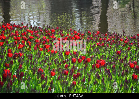 Hundreads der rote Tulpen blühen in der Nähe des Flusses im sonnigen Tag, selektiver Fokus Stockfoto