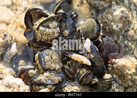 Meer Wellen schlagen wild Muscheln auf Felsen. Stockfoto