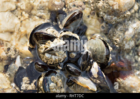 Meer Wellen schlagen wild Muscheln auf Felsen. Stockfoto