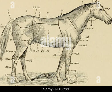 . Biggle Pferd Buch: eine übersichtliche und praktische Abhandlung über das Pferd. Pferde; Pferde; Stall; CHR 1895; PRO Dickson, Anna (Spender); PRO Dickson, Agnes (Spender). Referenztabelle. 0. Umfrage oder Nacken. 1. Hals. I/. V. jugularis Dachrinne. 2. Widerrist. 3. Zurück. 4. Lenden. 5. Kruppe. 6. Schwanz. 7. Ohrspeicheldrüse Region. 8. Kehle. 9. Schulter. 10. Punkt der Schulter. 11. Arm. 12. Winkelstück. 13. Unterarm. 14. Kastanie. 15. Knie. 16. Canon. 17. Fessel. 18. Vordermittelfuß. 19. Coronet. 20. Fuß. 21. Processus Region. 22. Rippen. 23. Abdomen. 24. Flanke. 25. Ummantelung. 26. Hoden. 27. Gesäß. Vom 27. bis. Winkel von Gesäß. 28. Oberschenkel Stockfoto