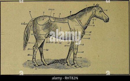 . Biggle Pferd Buch;. Pferde. Referenz 0. Umfrage oder Nacken. 1. Hals. Ich^^. V. jugularis Dachrinne, 2. Widerrist. 3. Zurück. 4. Lenden. 5. Kruppe. 6. Schwanz. 7. Ohrspeicheldrüse Region. 8. Kehle. 9. Schulter. 10. Punkt der Schulter. 11. Arm. 12. Winkelstück. 13. Unterarm. 14. Kastanie. 15. Knie. 16. Canon. 17. Fessel. 18. Vordermittelfuß. 19. Coronet. CHART. 20. Fuß. 21. Processus Region. 22. Rippen. 23. Abdomen. 24. Flanke, 25. Ummantelung. 26. Hoden. 27. Gesäß. Vom 27. bis. Winkel von Gesäß. 28. Oberschenkel. Vom 28. bis. Schenkel. 29. Ersticken. 30. Bein. 31. Hock. 32. Kastanie. 2) 2) - Canon. 34. Fessel. 35. Vordermittelfuß. 36. Coronet. 37. Fuß.. Ple Stockfoto