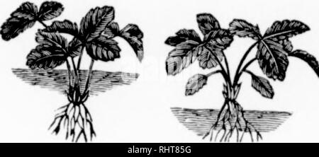 . Biggle berry Buch [microform]: Kleine Früchte Fakten von Bud box konserviert in verständlicher Form. Obst - Kultur. 50 151 GGLE BEKRV lU) oder thp: strawhkrry Hill System der Kultur: die Pflanzen etwa fünfzehn Zentimeter auseinander in Zeilen ungefähr drei Fuß auseinander gesetzt, für Pferd Anbau, oder in zwei Fuß Zeilen für Hacke arbeiten nur. Alle Läufer werden umgehend und Rei^ besonders schneiden Sie alle durch, L^h Die wachsende; Saison, und die Pflanzen, die nicht von der Lager erschöpft, setzen sie alle ihre Kraft in sich selbst und Groß, stabil und buschig. (Siehe zwei Abbildungen in Kapitel 1'.) Diese Methode erfordert hohe cultur Stockfoto