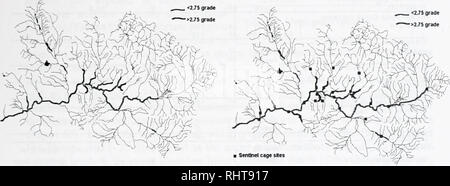 . Die grosse Blackfoot River Restoration Fortschrittsbericht für die Jahre 2002 und 2003. Die Fischpopulationen; Fische ; Fischereiverwaltung ; Forellen Fischerei; Stream Ökologie; Blackfoot River (Mont. ). Status Wirbeln whirling Krankheit Krankheit, verursacht durch die myxosporean Parasit Myxoholus cerebralis, wurde zuerst in der Blackfoot River im Jahre 1995 in der Nähe von Ovando, MT festgestellt. Seitdem hat die Krankheit in der Verteilung und Intensität zugenommen. Er steckt jetzt die unteren 122 Meilen des hauptstamms Blackfoot River und setzt sich in den Unterlauf der einige Nebenflüsse der Blackfoot River (Abbildung 55 zu erweitern. Die Tabellen 13 und 14). 273 Stockfoto