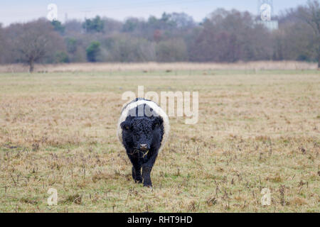 Belted Galloway Kuh mit charakteristischen lange Behaarung und breiten weißen Gürtel, traditionelle schottische Rasse der Rinder, die in einem Feld in Wisley, Surrey Stockfoto