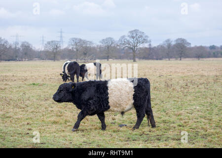 Belted Galloway Kühen mit charakteristischen lange Behaarung und breiten weißen Gürtel, traditionelle schottische Rasse der Rinder, die in einem Feld in Wisley, Surrey Stockfoto